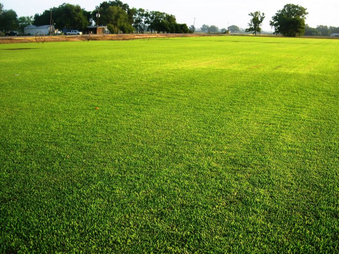 Газонная трава (3)