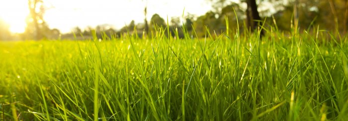 Газонная трава (31)