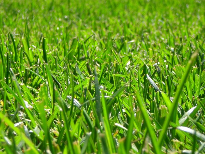 Газонная трава (33)