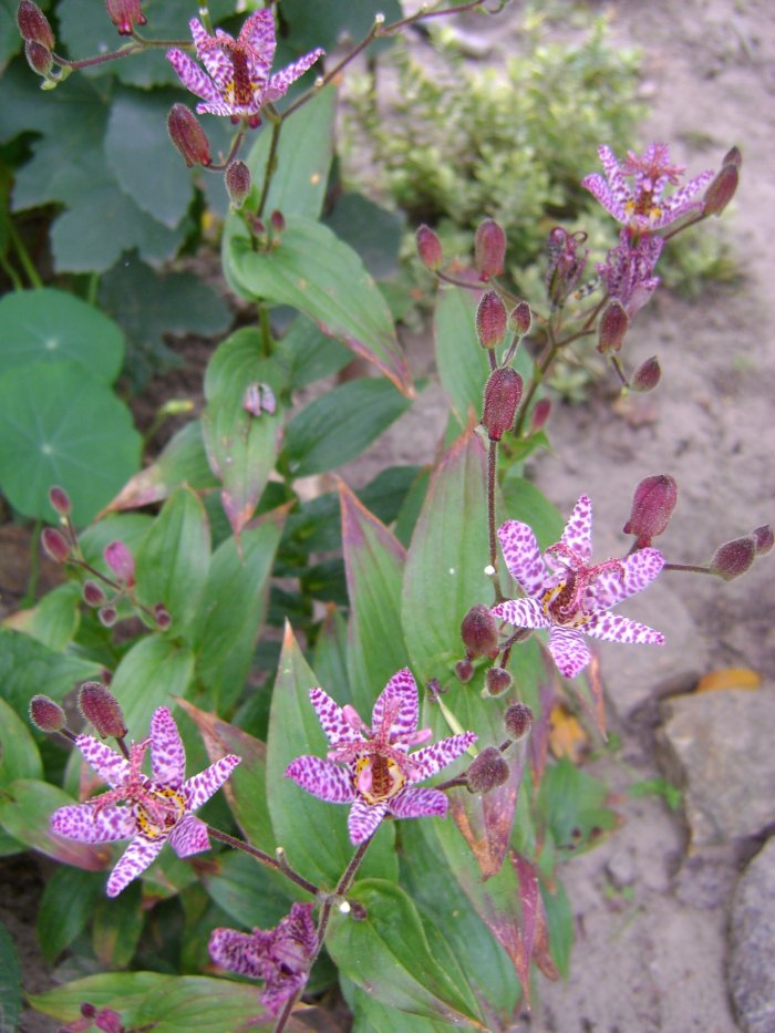 Орхидея (1)
