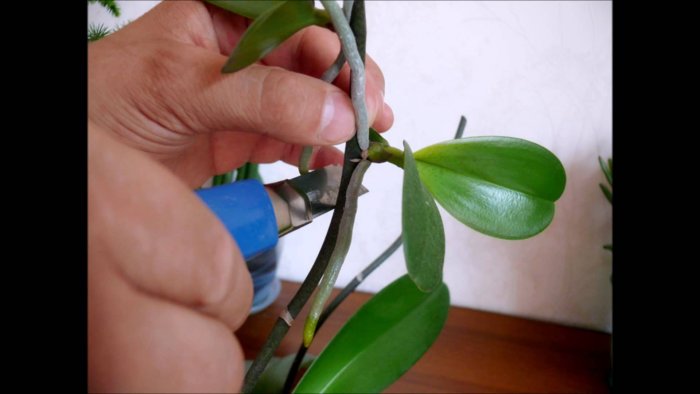 Орхидея (10)