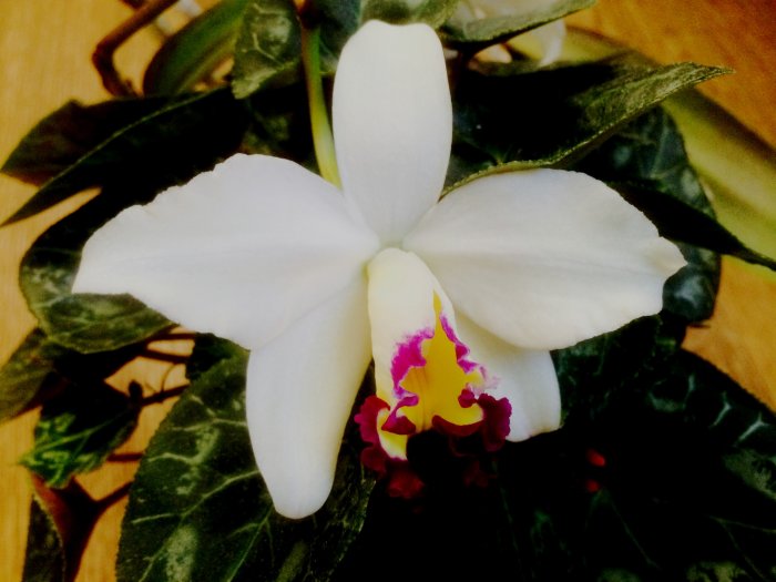 Орхидея (10)