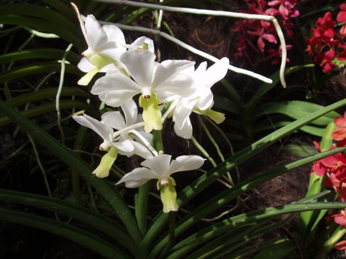 Орхидея (11)
