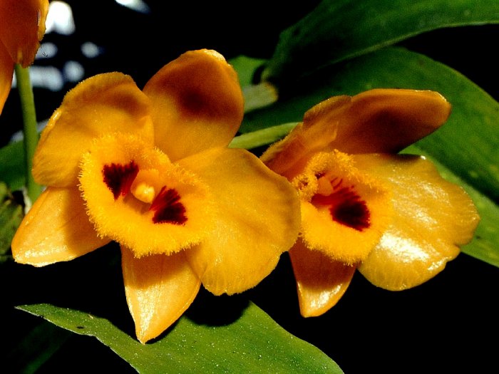 Орхидея (11)