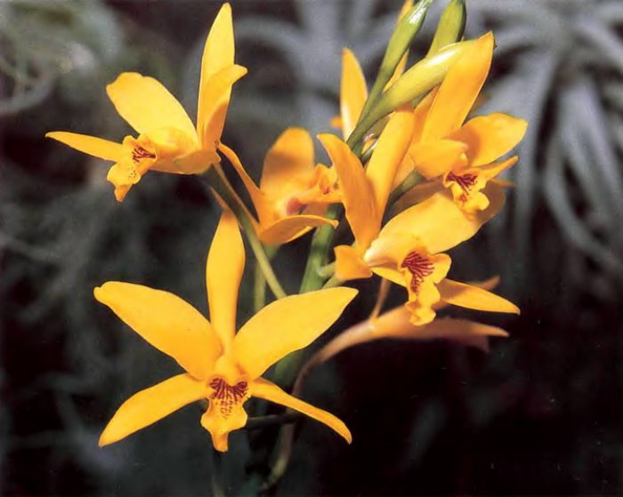 Орхидея (12)