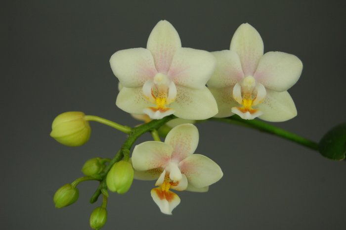 Орхидея (13)