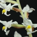 Орхидея 14