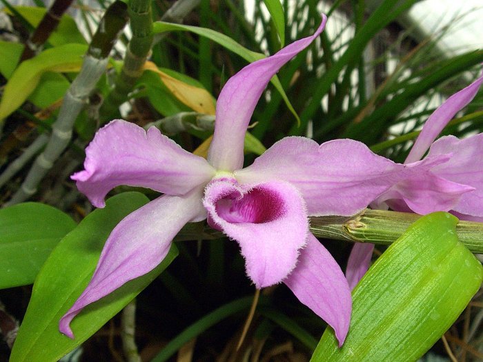 Орхидея (14)