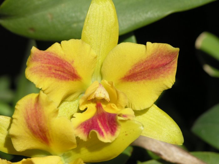 Орхидея (14)