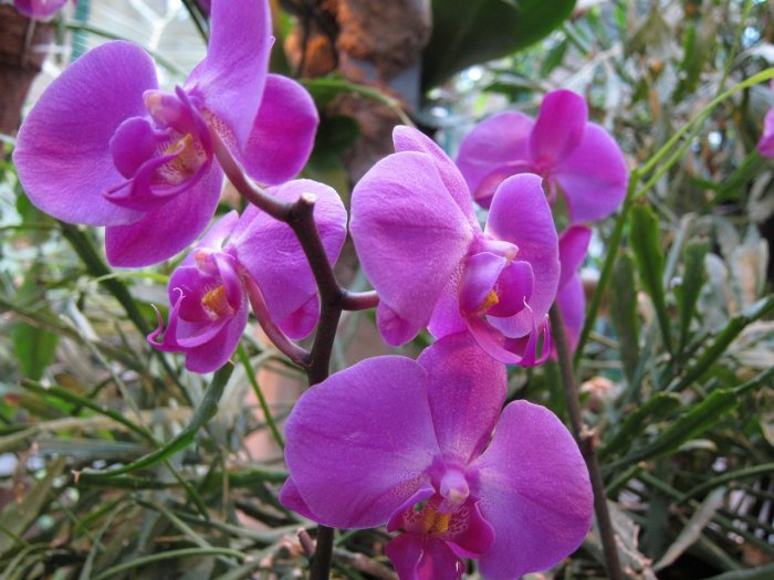 Орхидея (15)