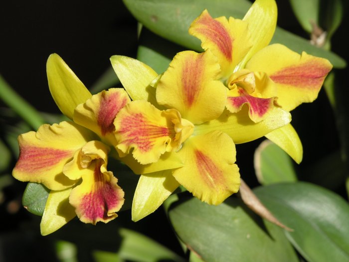 Орхидея (15)