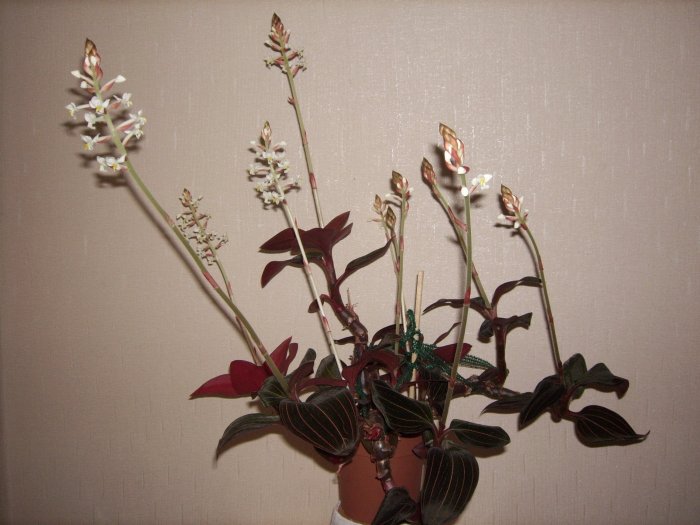 Орхидея (16)