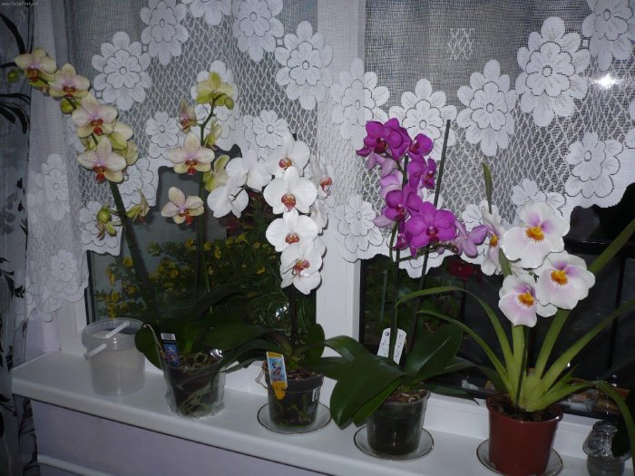Орхидея (17)