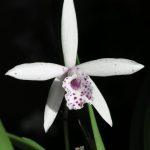 Орхидея 18