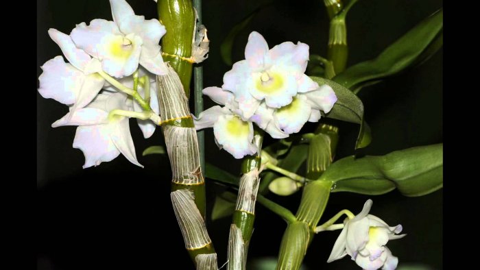 Орхидея (18)