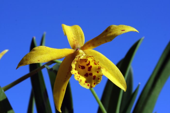 Орхидея (19)
