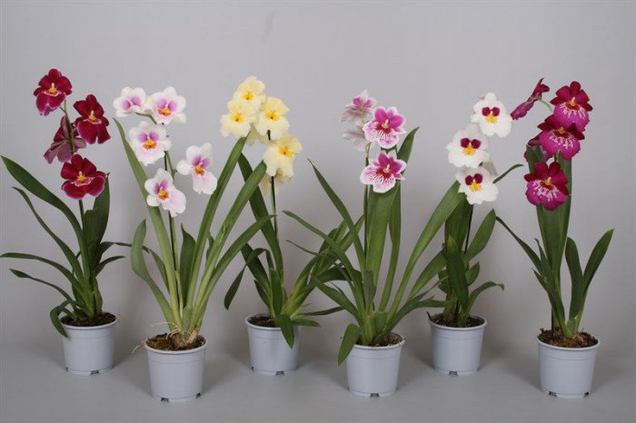 Орхидея (2)
