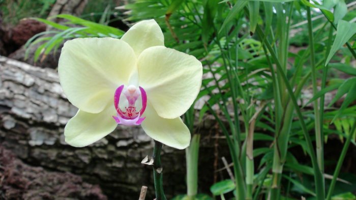 Орхидея (22)