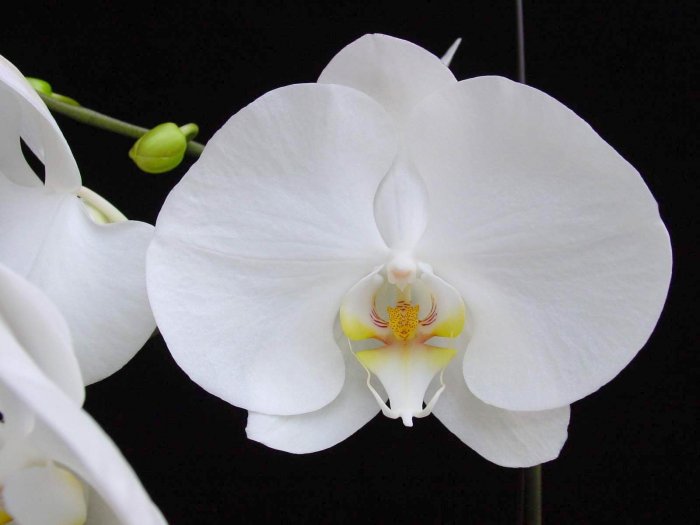 Орхидея (24)