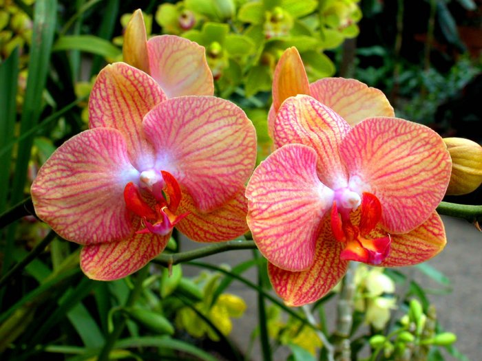 Орхидея (25)