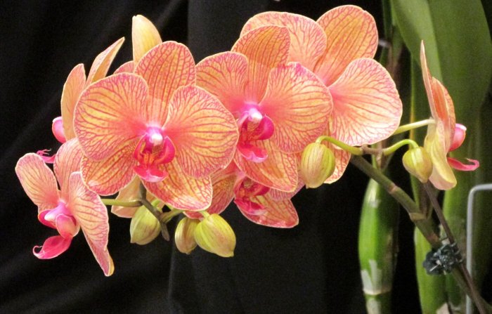 Орхидея (26)