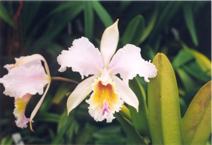 Орхидея (26)