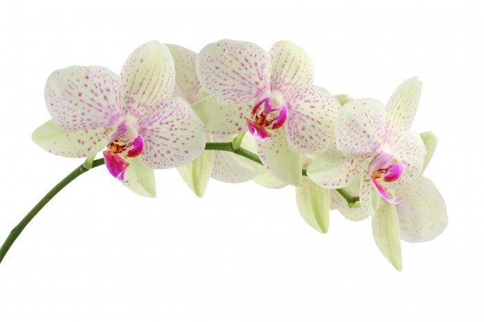 Орхидея (27)