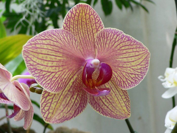Орхидея (28)