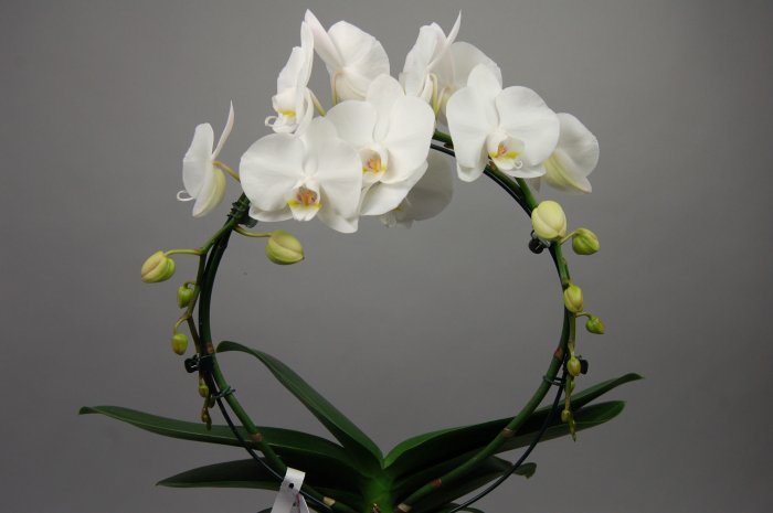 Орхидея (29)