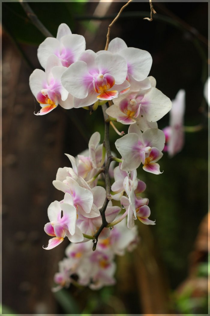 Орхидея (3)