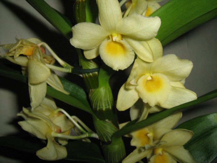 Орхидея (3)