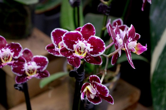 Орхидея (30)