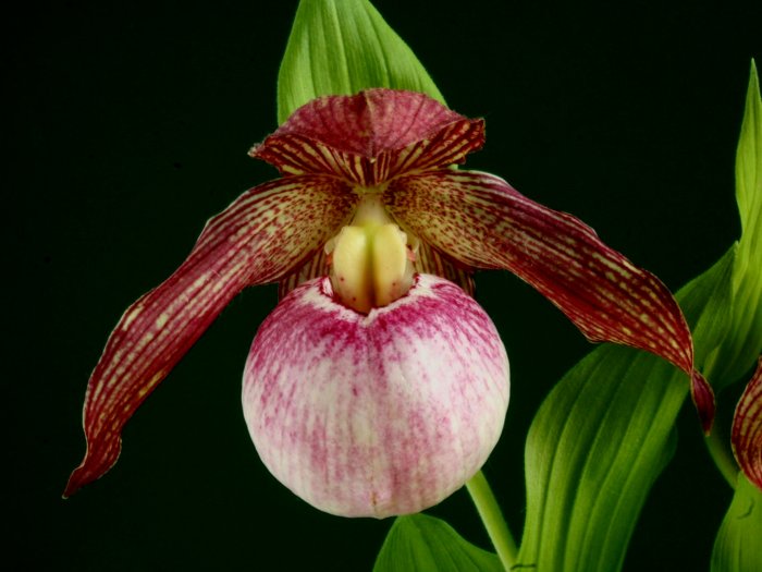 Орхидея (30)