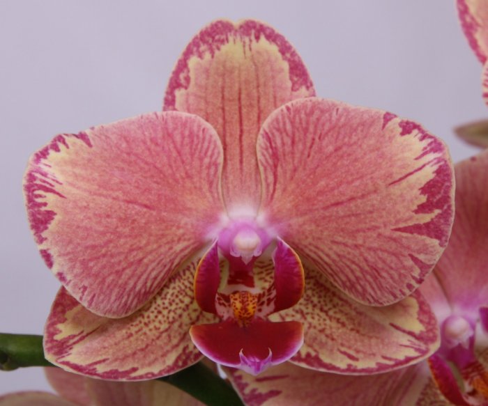 Орхидея (31)