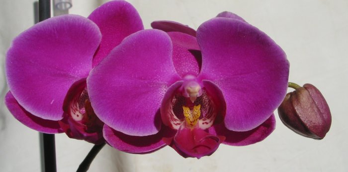 Орхидея (32)
