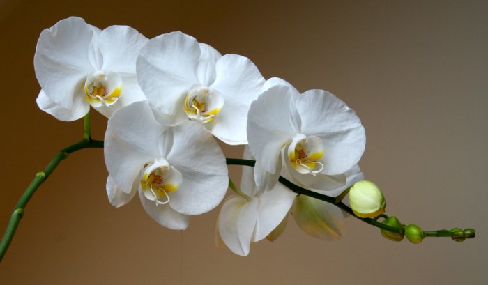 Орхидея (34)