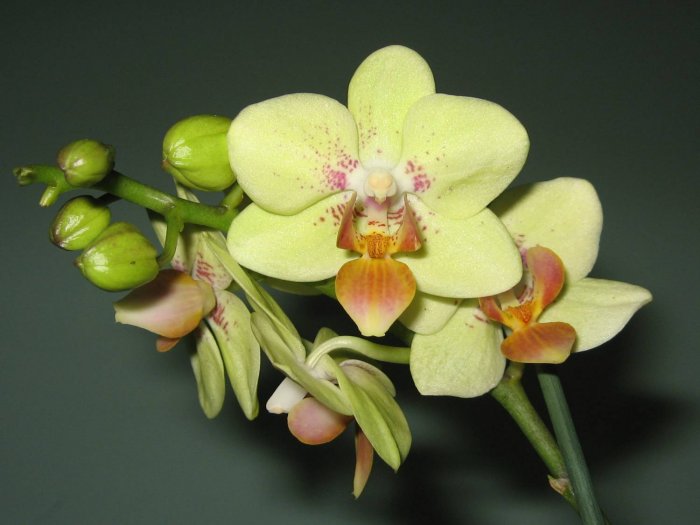 Орхидея (36)