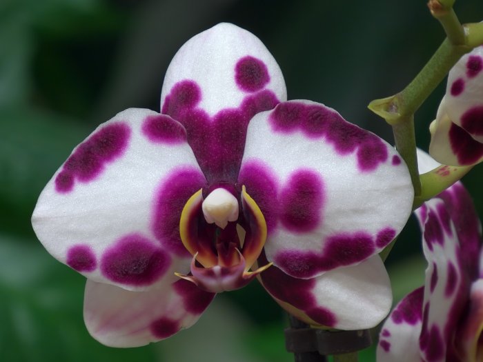 Орхидея (37)