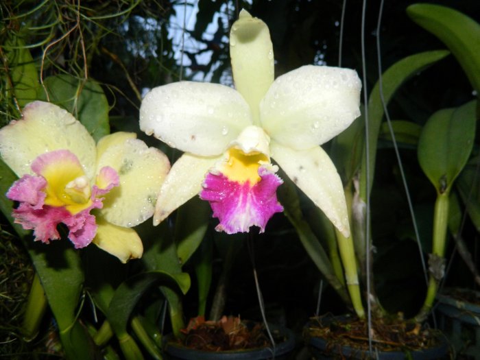 Орхидея (37)