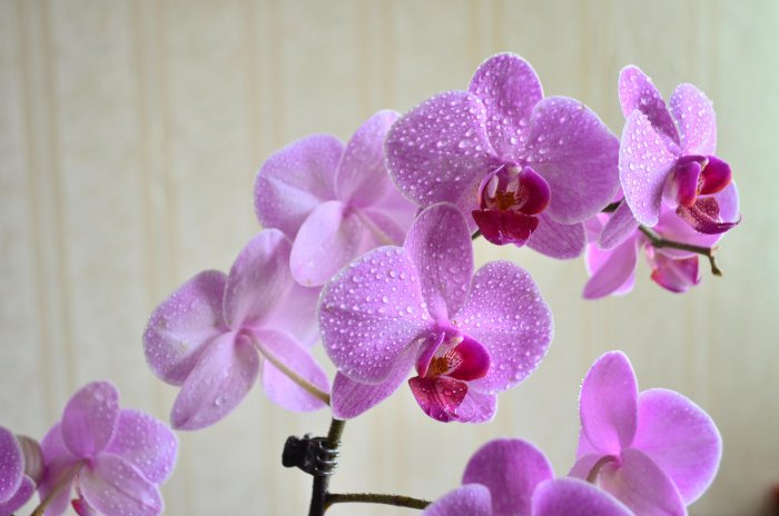 Орхидея (39)