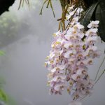 Орхидея 4