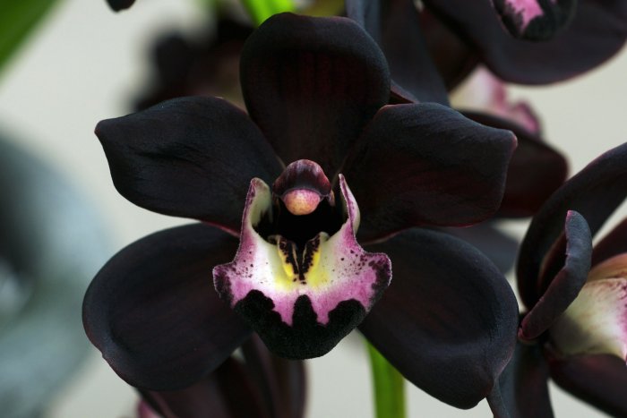 Орхидея (4)