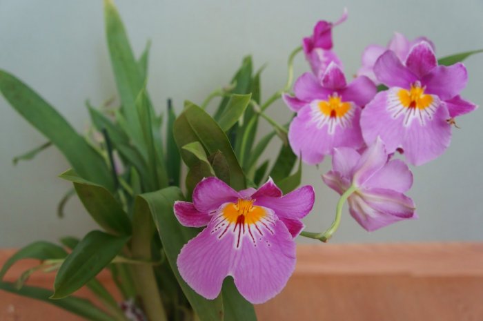 Орхидея (4)