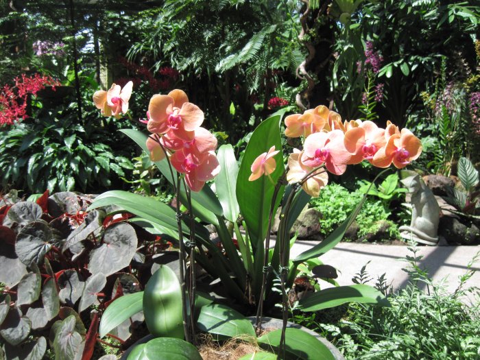 Орхидея (40)