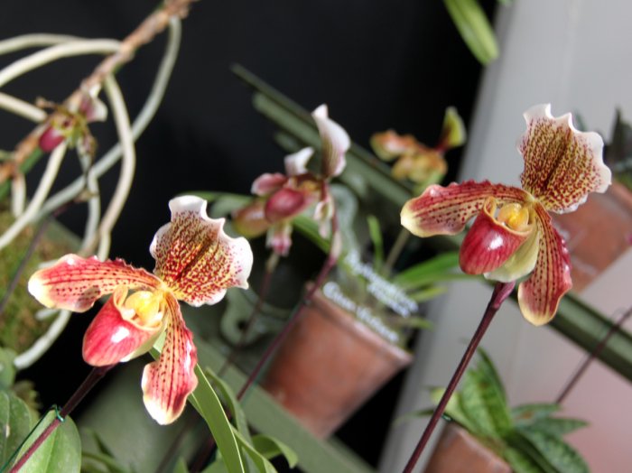 Орхидея (42)
