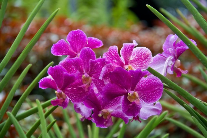 Орхидея (45)