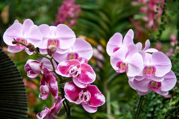 Орхидея (46)
