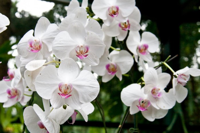 Орхидея (47)
