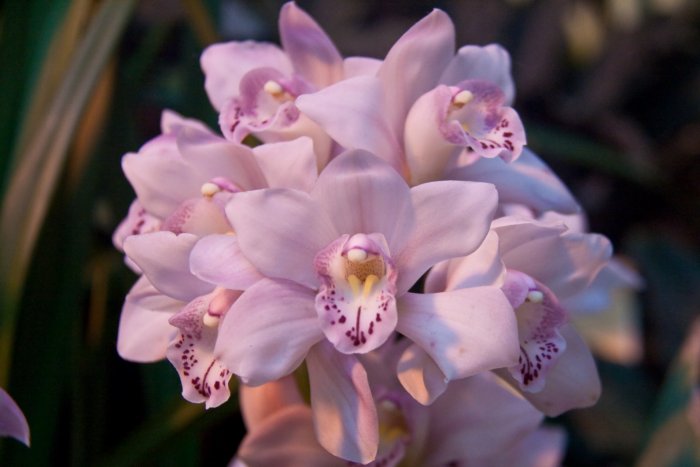 Орхидея (48)