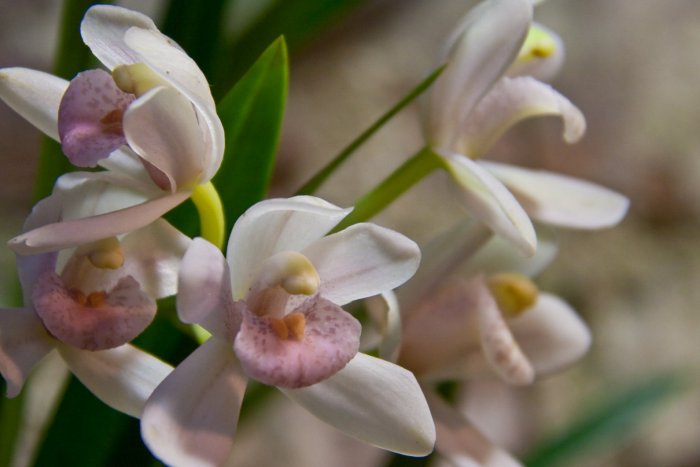 Орхидея (49)